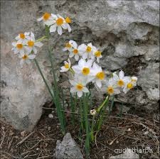 Narcissus tazetta flower1.jpg